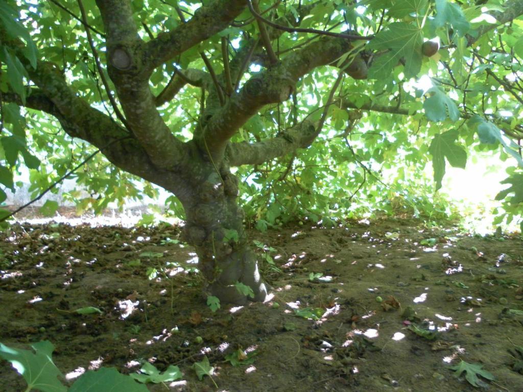 Lemon Tree Hostel Areia Branca Exterior photo