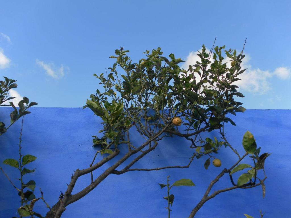 Lemon Tree Hostel Areia Branca Exterior photo